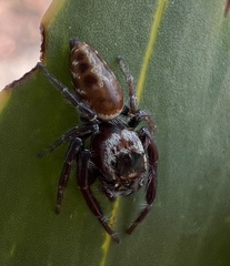 Opisthoncus nigrofemoratus