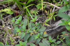 Melastoma malabathricum