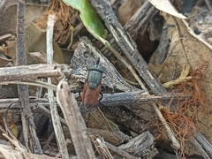 Idiella