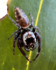 Opisthoncus nigrofemoratus