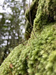 Pyrrhobryum spiniforme