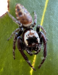 Opisthoncus nigrofemoratus