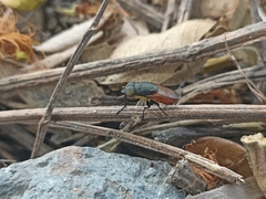 Idiella