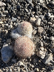 Escobaria chlorantha