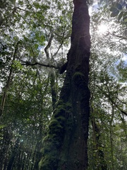 Pyrrhobryum spiniforme