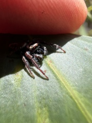 Opisthoncus nigrofemoratus