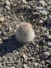 Escobaria chlorantha