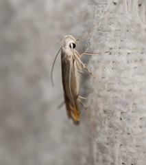 Thiotricha atractodes