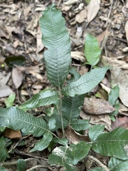 Grypothrix triphylla