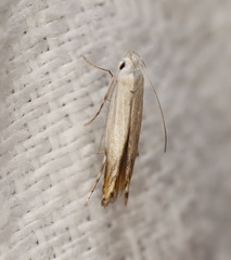 Thiotricha atractodes