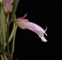 Eremophila caperata