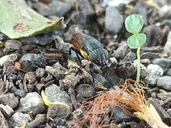 Idiella