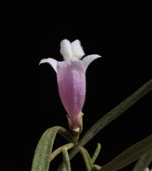 Eremophila caperata