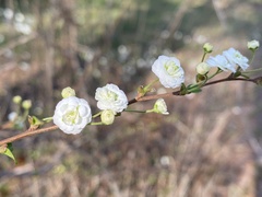 Spiraea prunifolia