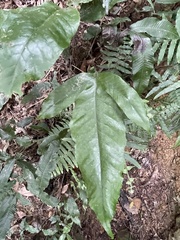 Tectaria harlandii