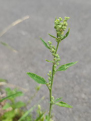 Chenopodium betaceum