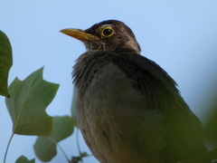 Turdus falcklandii