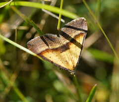 Anachloris subochraria