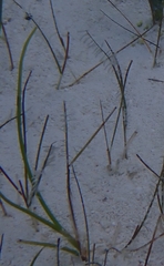 Antillogorgia bipinnata