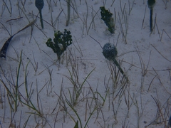 Antillogorgia bipinnata