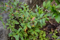 Melastoma malabathricum
