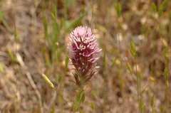 Castilleja densiflora densiflora
