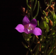 Eremophila ionantha