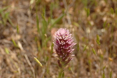 Castilleja densiflora densiflora