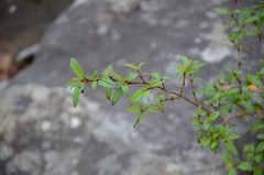 Melastoma malabathricum