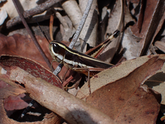 Macrotona mjobergi