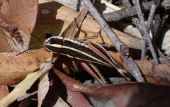 Macrotona mjobergi