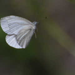 Pieris virginiensis
