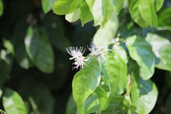 Capparis micrantha