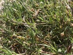 Spergularia macrotheca