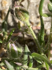 Spergularia macrotheca