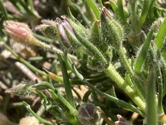 Spergularia macrotheca