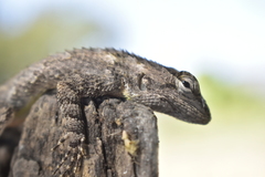 Sceloporus melanorhinus