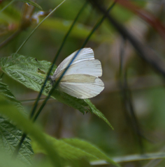 Pieris virginiensis