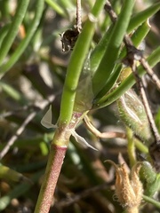 Spergularia macrotheca