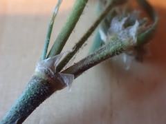Spergularia macrotheca
