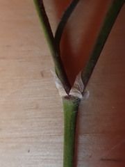 Spergularia macrotheca