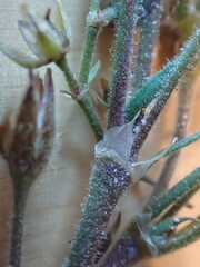 Spergularia macrotheca