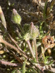 Spergularia macrotheca