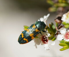 Castiarina dimidiata