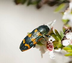 Castiarina dimidiata