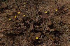 Opuntia decumbens
