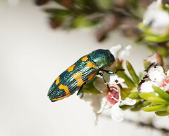 Castiarina dimidiata