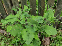 Arctium × ambiguum