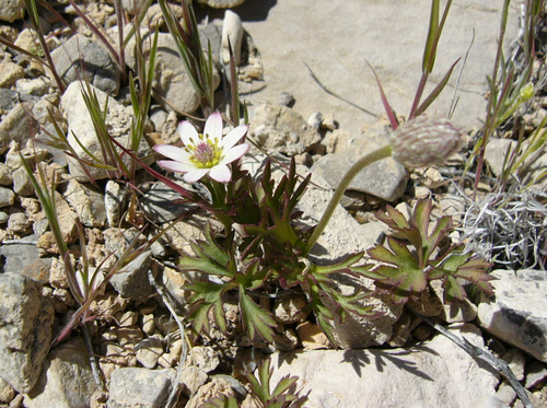 Tuber anemone (Anemone tuberosa)