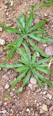 Plantago ovata